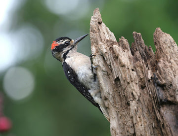 pexels-veronika-andrews-2153322013-32681600